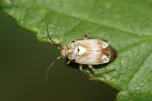 Lygus gemellatus (Herrich-Schaeffer, 1835)