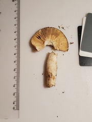 Russula pusilla