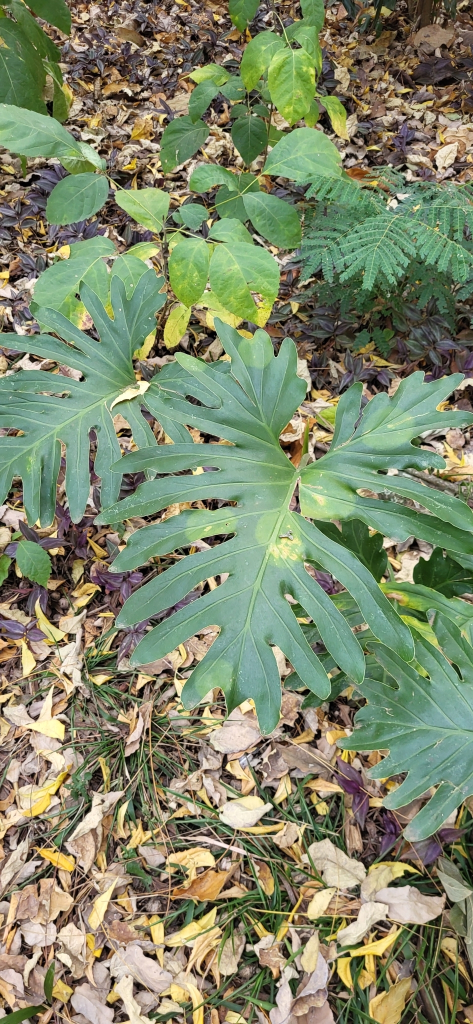 Thaumatophyllum bipinnatifidum