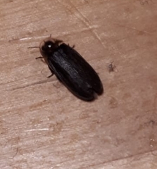 Lamprohiza splendidula