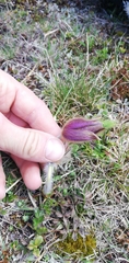 Pulsatilla vernalis