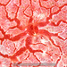 Monanchora arbuscula - Photo (c) terence zahner,  זכויות יוצרים חלקיות (CC BY-NC), הועלה על ידי terence zahner