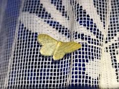 Idaea dilutaria