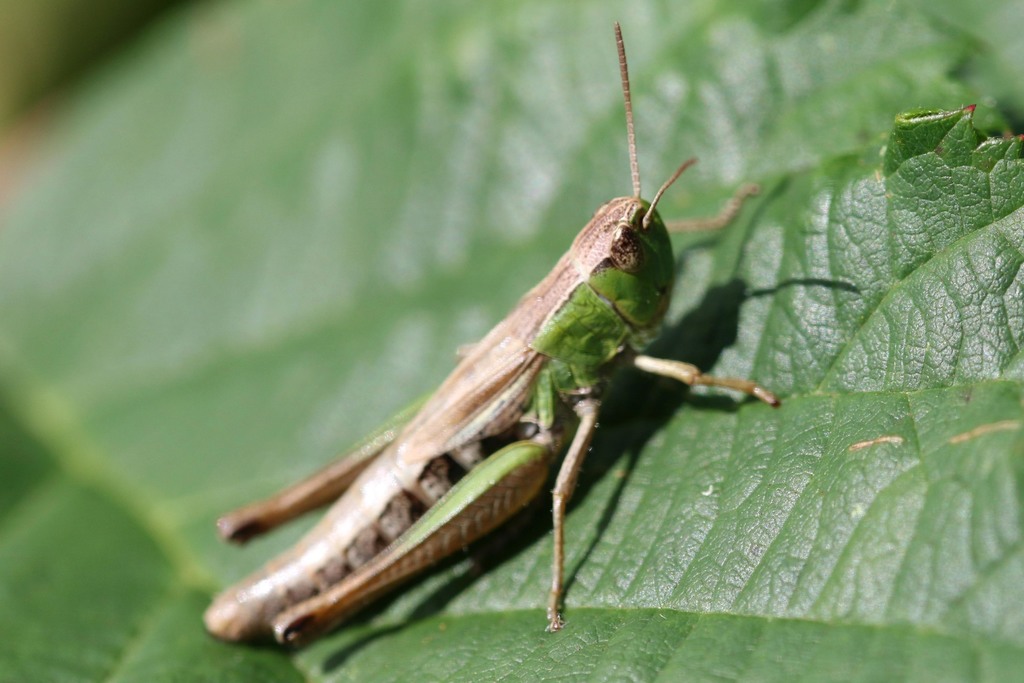 Meadow Grasshopper (Kew Gardens) · iNaturalist Biology Diagrams