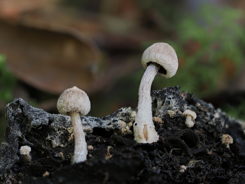 Asterophora sp. 'parasitica-PNW01'