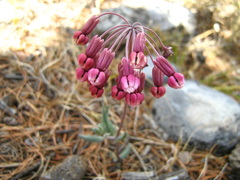 Asclepias virletii