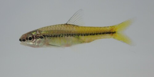 Enteromius punctitaeniatus