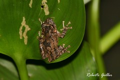 Scinax acuminatus