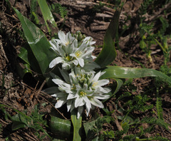 Ornithogalum lanceolatum