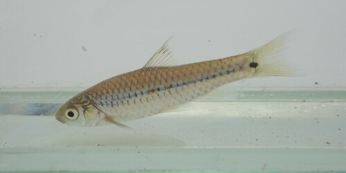 Pobeguin's barb (Enteromius pobeguini) — Cyprinidae — 3