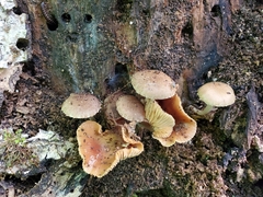 Cystoagaricus hirtosquamulosus