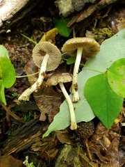 Cystoagaricus hirtosquamulosus