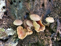 Cystoagaricus hirtosquamulosus