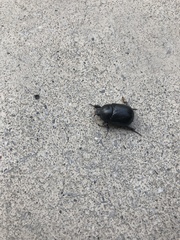 Pentodon bidens punctatus