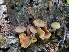 Cystoagaricus hirtosquamulosus