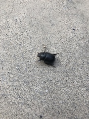 Pentodon bidens punctatus