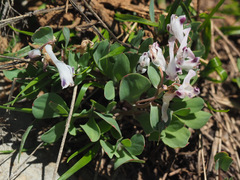 Corydalis erdelii
