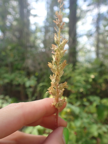 Green-flower Alumroot (Heuchera chlorantha)