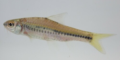 Striped African barb (Enteromius sublineatus) — Cyprinidae