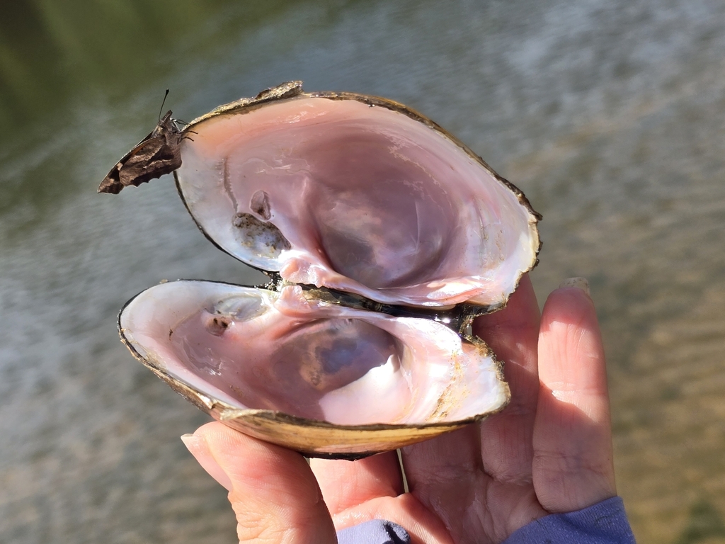 Altamaha Pocketbook