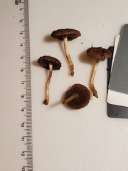 Cystoagaricus hirtosquamulosus