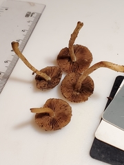 Cystoagaricus hirtosquamulosus