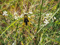 Libelloides longicornis
