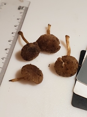 Cystoagaricus hirtosquamulosus