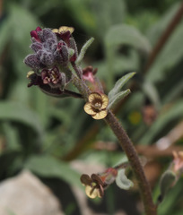 Anchonium billardierei