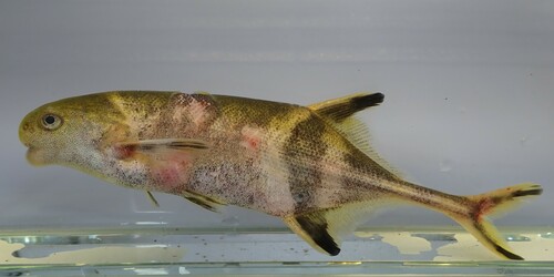 Harrington's elephantfish (Hippopotamyrus harringtoni) — Mormyridae — 4