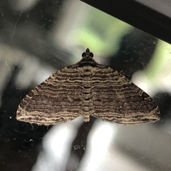 Anticlea multiferata