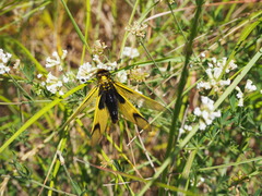Libelloides longicornis