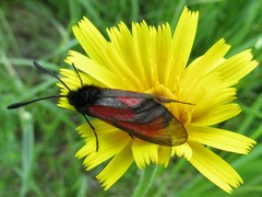 Zygaena purpuralis