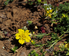Potentilla geranioides