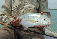 Gnathanodon speciosus