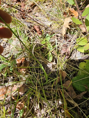 Image of Spiranthes ochroleuca by (c) Chris Poling, some rights reserved (CC BY)