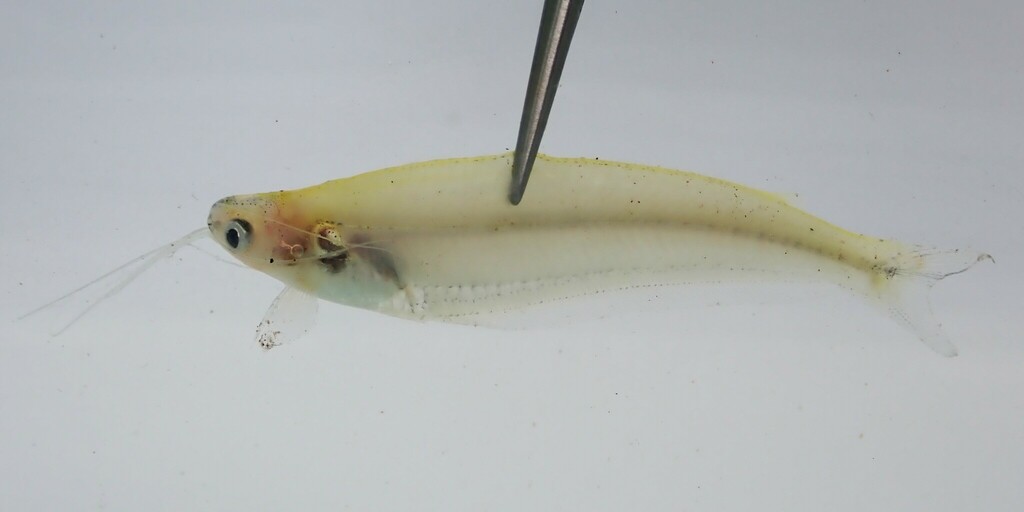 African Glass Catfish