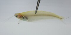 African Glass Catfish photo 1