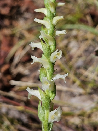 Image of Spiranthes ochroleuca by (c) Chris Poling, some rights reserved (CC BY)