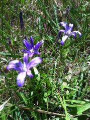 Brodiaea coronaria