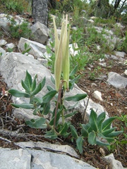 Asclepias virletii