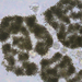 Microcystis aeruginosa - Photo (c) skmayer, algunos derechos reservados (CC BY-NC), uploaded by skmayer