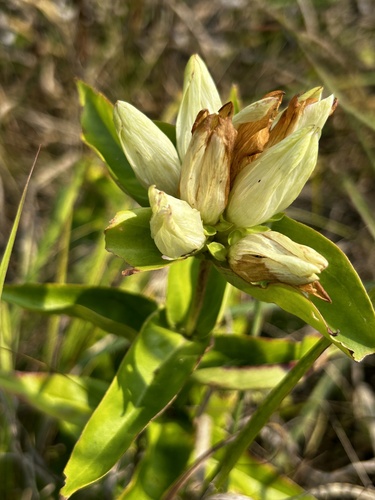 Image of Gentiana alba by no rights reserved