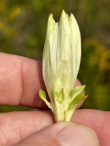 Image of Gentiana alba by no rights reserved