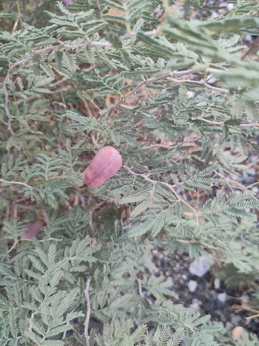 Syrian Mesquite
