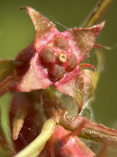 Image of Ludwigia polycarpa by no rights reserved
