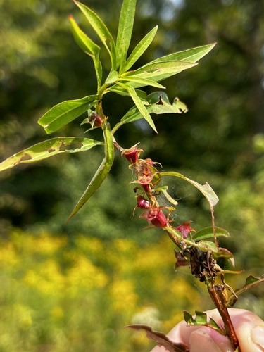 Image of Ludwigia polycarpa by no rights reserved