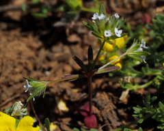 Asperula setosa