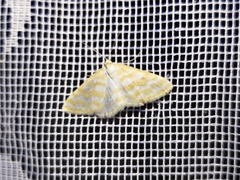 Idaea sericeata