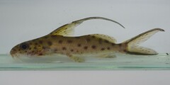 Longfin Synodontis photo 1